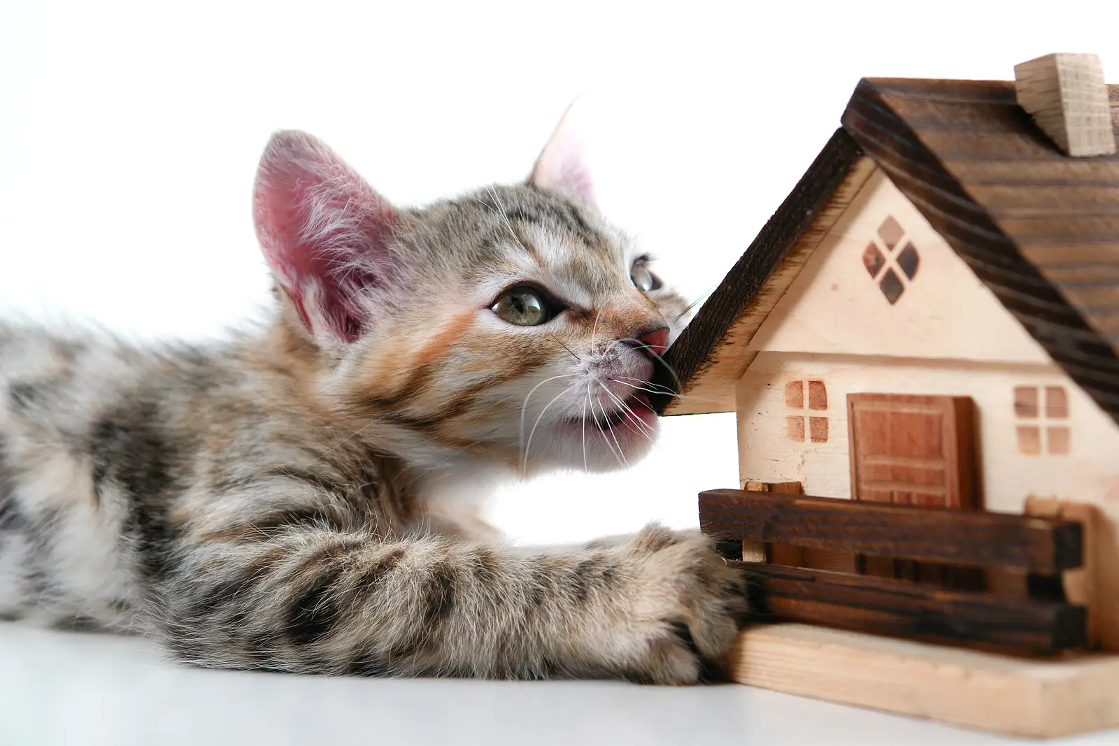 Paw-sitive Leasing: Building a Pet-Friendly Rental Strategy in San Diego